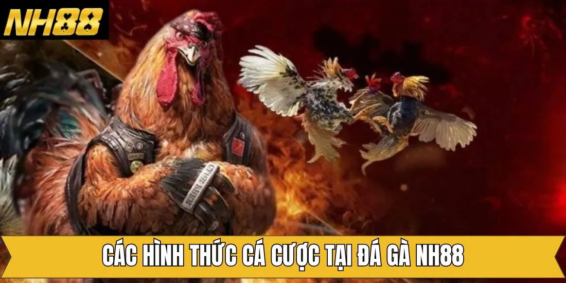 Đá gà NH88 cung cấp đa dạng hình thức thi đấu
