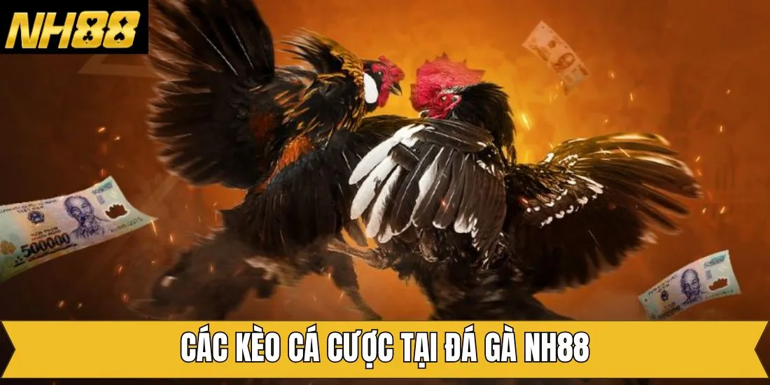 Tỉ lệ và số tiền cá cược tại đá gà NH88