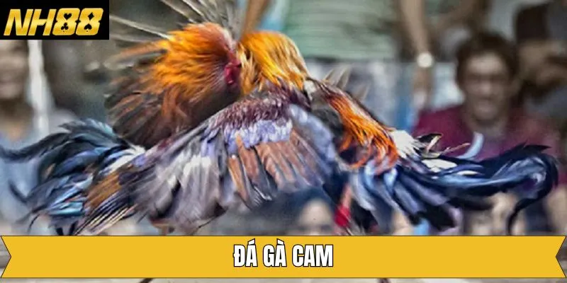 Đá Gà Cam – Siêu Phẩm Giải Trí Online Đầy Kịch Tính Tại NH88