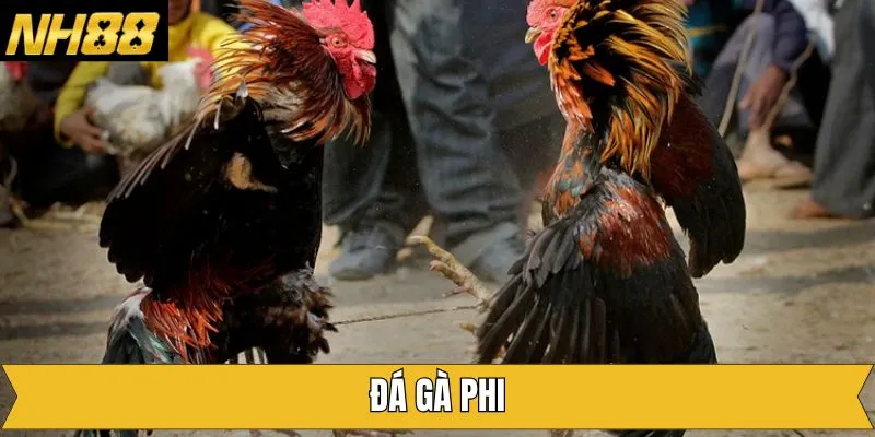Đá Gà Phi - Thế Giới Cá Cược Chọi Kê Đầy Đỉnh Cao Tại NH88