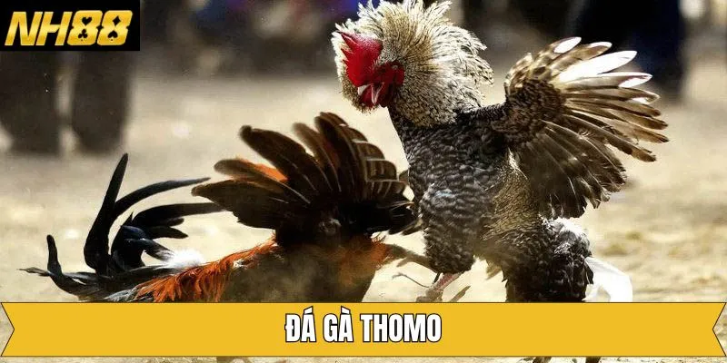Đá Gà Thomo - Khám Phá Thiên Đường Thú Vị Bậc Nhất Tại NH88