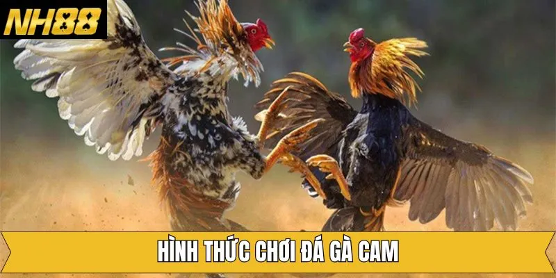 Giới thiệu về các loại hình đá gà Cam đẳng cấp tại NH88