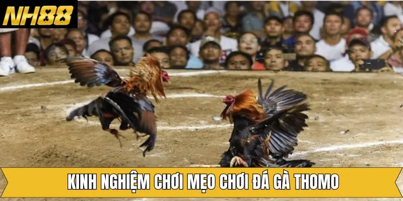 Mẹo chơi đá gà Thomo từ cao thủ NH88