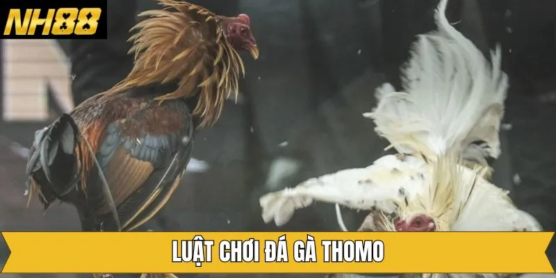 Luật chơi cơ bản và đơn giản của đá gà Thomo