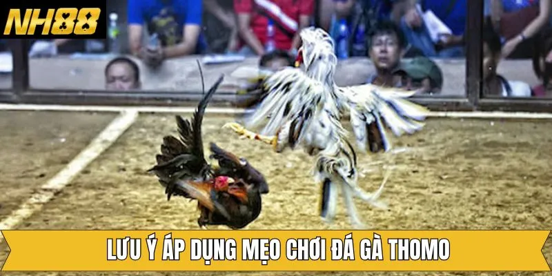 Chú ý để áp dụng mẹo chơi đá gà Thomo hiệu quả