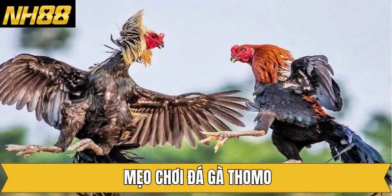 Mẹo Chơi Đá Gà Thomo – Bí Quyết Chọn Kèo Bất Bại Tại NH88