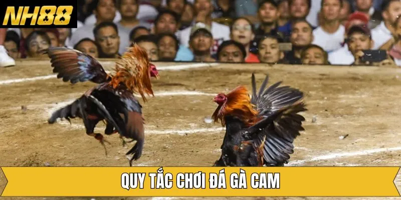 Điểm qua những quy tắc quan trọng trong chọi kê Campuchia