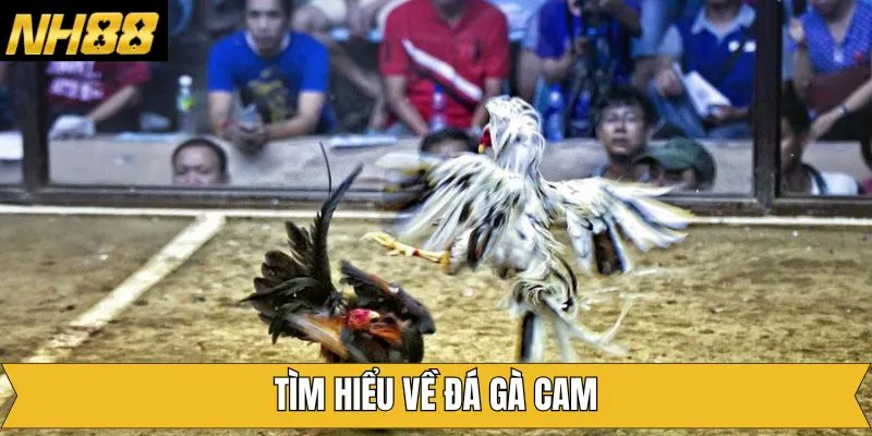 Giới thiệu vài điều cơ bản cần biết về đá gà Cam