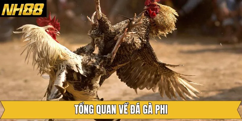 Giới thiệu chung về đá gà phi tại NH88