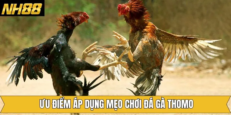 Lý do hội viên nên biết kinh nghiệm chọn đặt đá gà Lý do hội viên nên biết kinh nghiệm chọn đặt đá gà