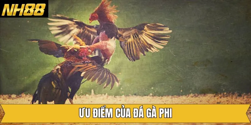 Những điểm nổi bật khi lựa chọn xem và đặt cược chọi kê tại NH88